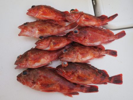 アジアマリンサービス 釣果