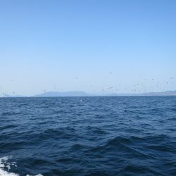 アジアマリンサービス 釣果