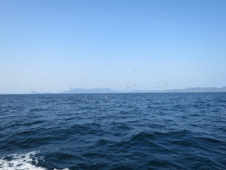 アジアマリンサービス 釣果