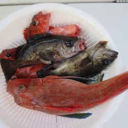 アジアマリンサービス 釣果