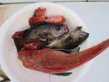 アジアマリンサービス 釣果