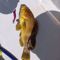 フィッシングボートACE(エース) 釣果