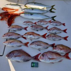 フィッシングボートACE(エース) 釣果