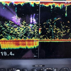 深川　吉野屋 釣果