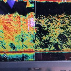 深川 吉野屋 釣果