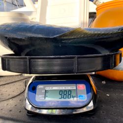 オーシャンズ　京都 釣果