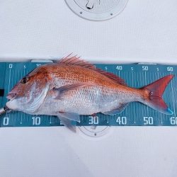 フィシングボートAir(エアー) 釣果