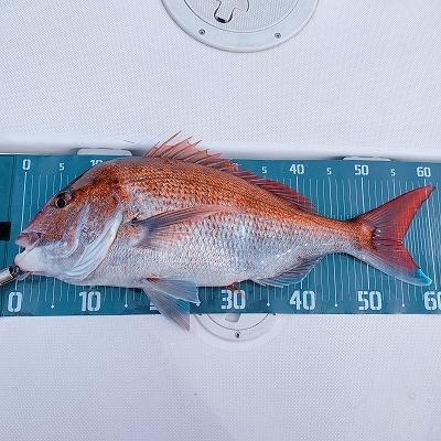 フィシングボートAir(エアー) 釣果