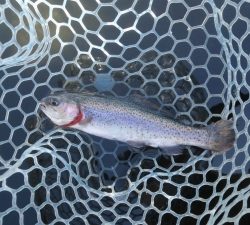 朝霞ガーデン 釣果