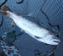 朝霞ガーデン 釣果