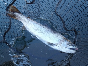 朝霞ガーデン 釣果