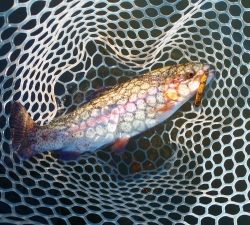 朝霞ガーデン 釣果