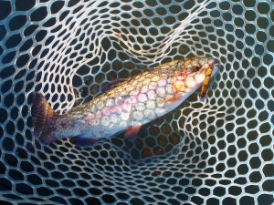 朝霞ガーデン 釣果