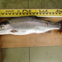 志高湖フィッシング 釣果