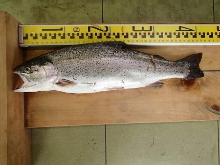 志高湖フィッシング 釣果