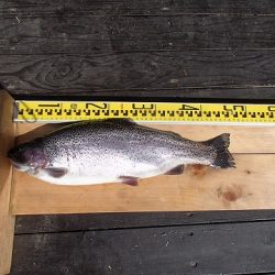 志高湖フィッシング 釣果