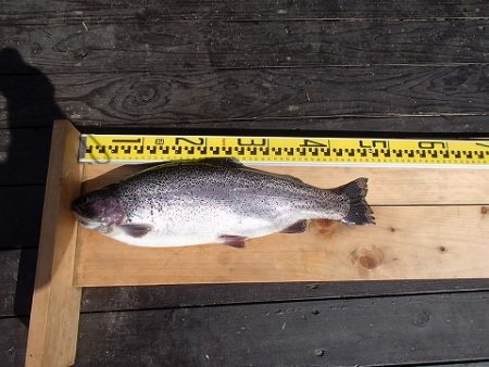 志高湖フィッシング 釣果