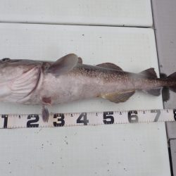 Aquanaut（アクアノート） 釣果