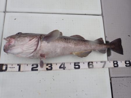 Aquanaut（アクアノート） 釣果