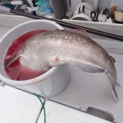 Aquanaut（アクアノート） 釣果