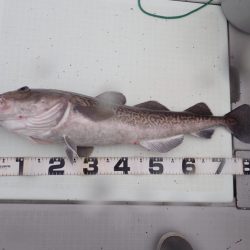 Aquanaut（アクアノート） 釣果