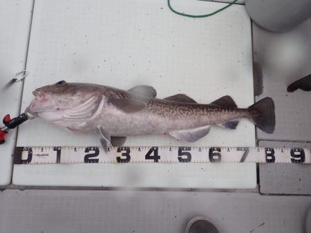 Aquanaut（アクアノート） 釣果