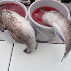 Aquanaut（アクアノート） 釣果