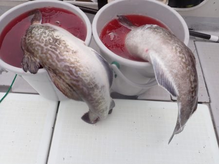 Aquanaut（アクアノート） 釣果