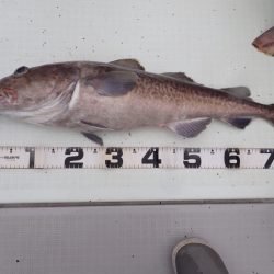 Aquanaut（アクアノート） 釣果