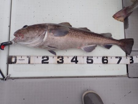 Aquanaut（アクアノート） 釣果