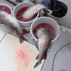 Aquanaut（アクアノート） 釣果