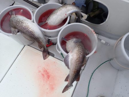 Aquanaut（アクアノート） 釣果