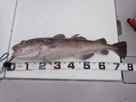 Aquanaut（アクアノート） 釣果