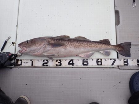 Aquanaut（アクアノート） 釣果