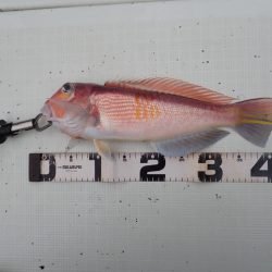 Aquanaut（アクアノート） 釣果