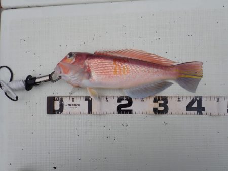 Aquanaut（アクアノート） 釣果