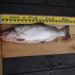 志高湖フィッシング 釣果