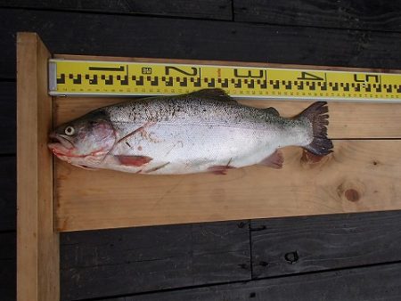 志高湖フィッシング 釣果