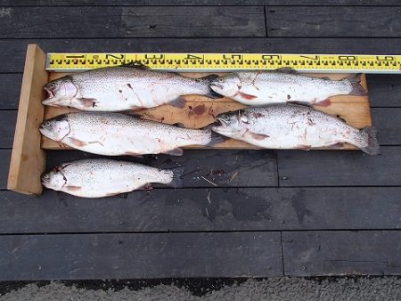 志高湖フィッシング 釣果