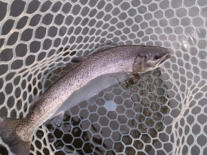 朝霞ガーデン 釣果