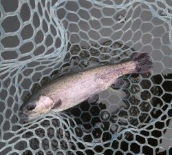 朝霞ガーデン 釣果