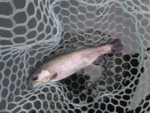 朝霞ガーデン 釣果