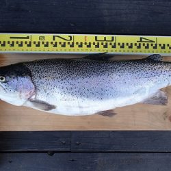 志高湖フィッシング 釣果