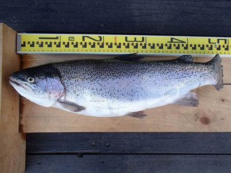 志高湖フィッシング 釣果