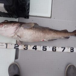 Aquanaut(アクアノート) 釣果