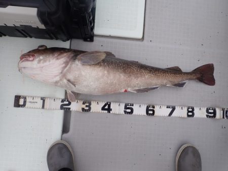 Aquanaut(アクアノート) 釣果