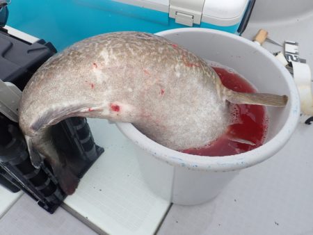 Aquanaut(アクアノート) 釣果