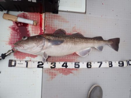 Aquanaut(アクアノート) 釣果