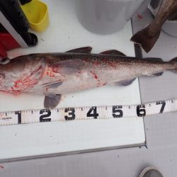 Aquanaut(アクアノート) 釣果