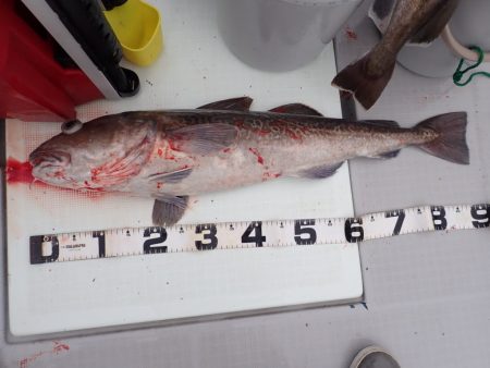 Aquanaut(アクアノート) 釣果